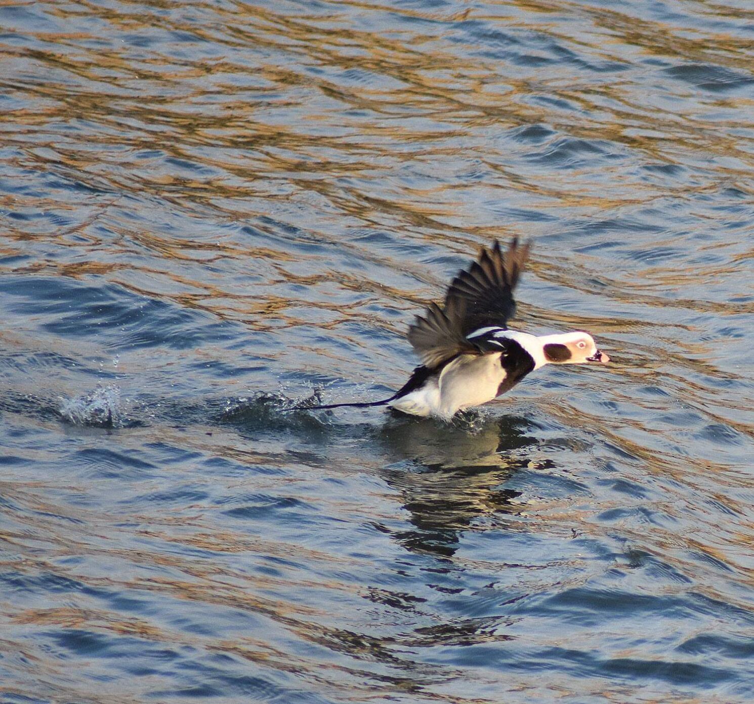 long-tailed duck.jpg (copy)